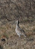 Courlis cendré Numenius arquata - Eurasian Curlew