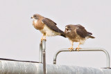 IMG_3789a best swainsons hawks 800w.jpg