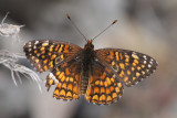 Sagebrush Checkerspot (Chlosyne acastus)