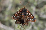 Chalcedon Checkerspot (Euphydryas chalcedona klotsi) - coupled pair