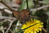 Brown Elfin (Callophrys augustinus annetteae)