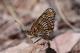 Theona Checkerspot (Chlosyne theona)