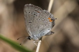 Western Tailed-Blue (Cupido amyntula)