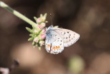 Bernadino Blue (Euphilotes bernardino martini)