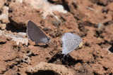 Echo Azure (Celestrina echo cinerea)