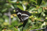 Weidemeyer’s Admiral (Limenitis weidemeyerii)
