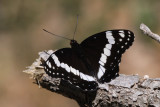 Weidemeyer’s Admiral (Limenitis weidemeyerii)