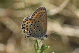 Melissa Blue (Plebejus melissa) - female