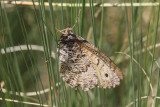 Alberta Arctic (Oeneis alberta)