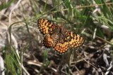 Arachne Checkerspot (Poladryas arachne)