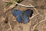 Thicket Hairstreak (Callophrys spinetorum)