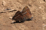 Thicket Hairstreak (Callophrys spinetorum)