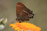 Thicket Hairstreak (Callophrys spinetorum)