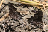 Zephyr Anglewing (Polygonnia gracilis zephyrus)