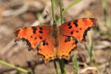 Zephyr Anglewing (Polygonnia gracilis zephyrus)
