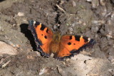 California Tortiseshell (Nymphalis californica)