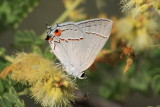 Gray Hairstreak (Strymon melinus)