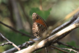 Mead’s Wood-Nymph (Cercyonis meadii damei)
