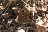 Great Basin Wood-Nymph (Cercyonis sthenele)