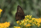 Small Wood-Nymph (Cercyonis oetus)