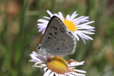 Blue Copper (lycaena heteronea)