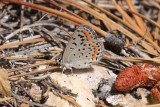Spalding’s Blue (Euphilotes spaldingi)