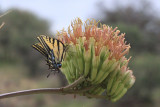 Two-tailed Swallowtail (Papilio multicaudata)