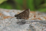 Elissa Roadside-Skipper (Amblyscirtes elissa)