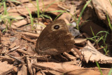 Common Wood-Nymph (Cercyonis pegala)
