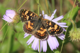 Field Crescent (Phyciodes pulchella)