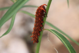 Pipevine Swallowtail (Battus philenor) - larva