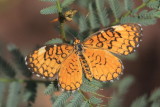 Tiny Checkerspot (Dymasia dymas)