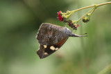 American Snout (Libytheana carinenta)