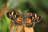 Painted Crescent (Phyciodes picta canace)