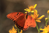 Gulf Fritillary (Agraulis vanillae)