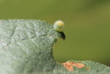 Arizona Sister (Adelphia eulalia) - ova