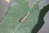 Arizona Sister (Adelphia eulalia) - larva