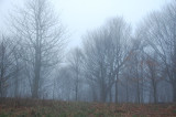Foggy Morning