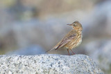 Rock Pipit. Skjærpiplerke