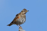 Redwing. Rødvingetrost