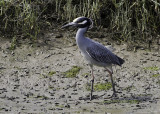 Yellow-crowned Night Heron