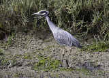 Yellow-crowned Night Heron