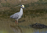Yelllow-crowned Night Heron