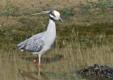 Yelllow-crowned Night Heron