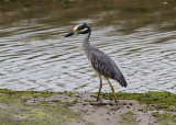Yellow-crowned Night Heron
