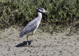 Yellow-crowned Night Heron
