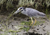 Yellow-crowned Night Heron