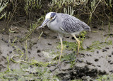Yellow-crowned Night Heron