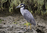Yellow-crowned Night Heron