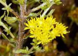 Coastal Golden Bush (Isocoma menzieii)